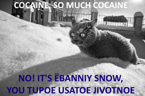 Kitty you are wrong - My, Dank memes, Memes, cat, Cocaine, Snow