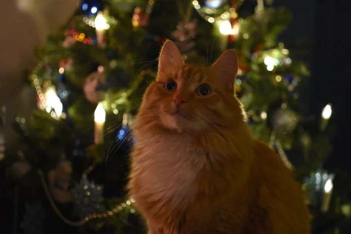 Tree keeper - My, cat, Milota, New Year, Christmas trees