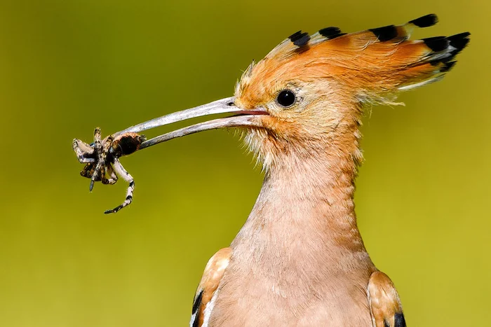 With loot - Hoopoe, Rhinoceros Bird, Birds, Mining, South Russian tarantula, Tarantula, Spider, The national geographic, The photo, wildlife