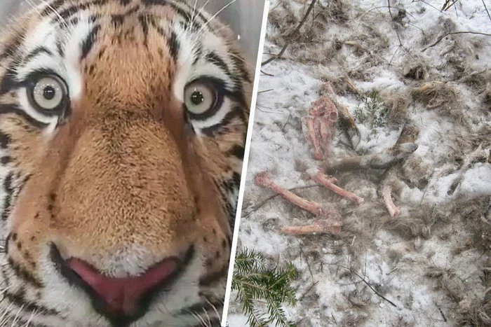 Continuation of the post Tiger terrorizing dogs was caught in Primorye - Amur tiger, Primorsky Krai, Big cats, Current situation, Tiger, Cat family, Predatory animals, Wild animals, Rare view, Red Book, Mining, Izyubr, Deer, Artiodactyls, wildlife, The newspaper, Reply to post