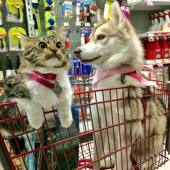 в следующий раз так и сделаю. Смотреть фото в следующий раз так и сделаю. Смотреть картинку в следующий раз так и сделаю. Картинка про в следующий раз так и сделаю. Фото в следующий раз так и сделаю в следующий раз так и сделаю. Смотреть фото в следующий раз так и сделаю. Смотреть картинку в следующий раз так и сделаю. Картинка про в следующий раз так и сделаю. Фото в следующий раз так и сделаю