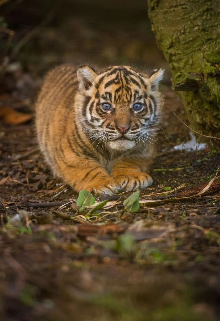 Tiger + potato = tiger - Tiger, Symbol of the year, Tiger cubs, Cat family, Milota, Longpost, Big cats