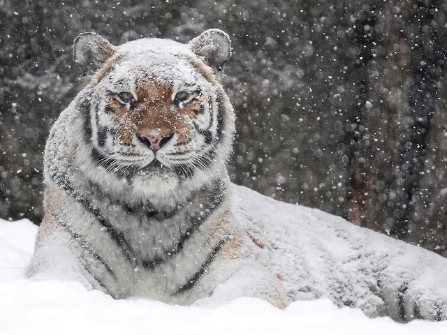 What a wonderful weather... - Tiger, Big cats, Cat family, Predatory animals, Wild animals, Snow, Winter
