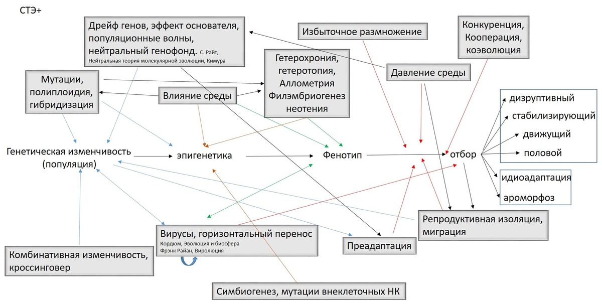 Синтетическая теория эволюции схема