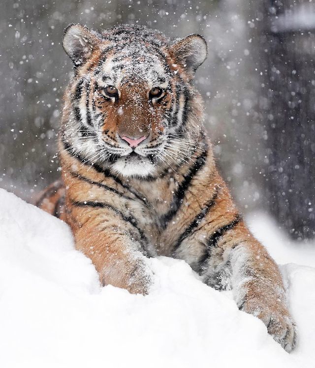 Waiting for the year of the Tiger) - Tiger, Big cats, Cat family, Predatory animals, Wild animals, Snow, Winter