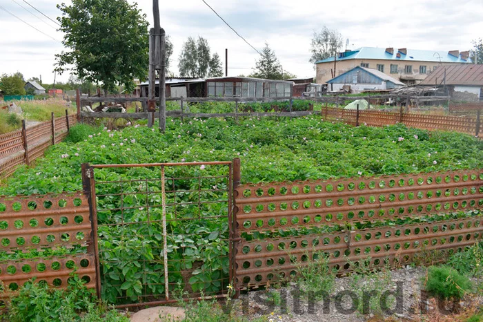 Огороды посреди Чукотки, Марково - Моё, Туристы, Путешествия, Путешествие по России, Туризм, Путешественники, Огород, Чукотка, Марково, Север, Длиннопост, Река анадырь