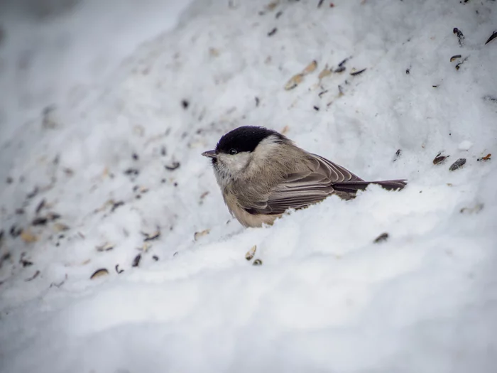 Fearless Puff - My, Birds, Ornithology, The nature of Russia, Longpost