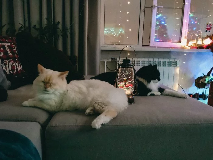 Cats lamp - Лампа, cat, My