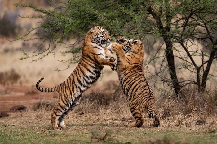 Happy new year to us! - Tiger, Big cats, Cat family, Predatory animals, Wild animals, Reserves and sanctuaries, South Africa, The photo, Symbol of the year