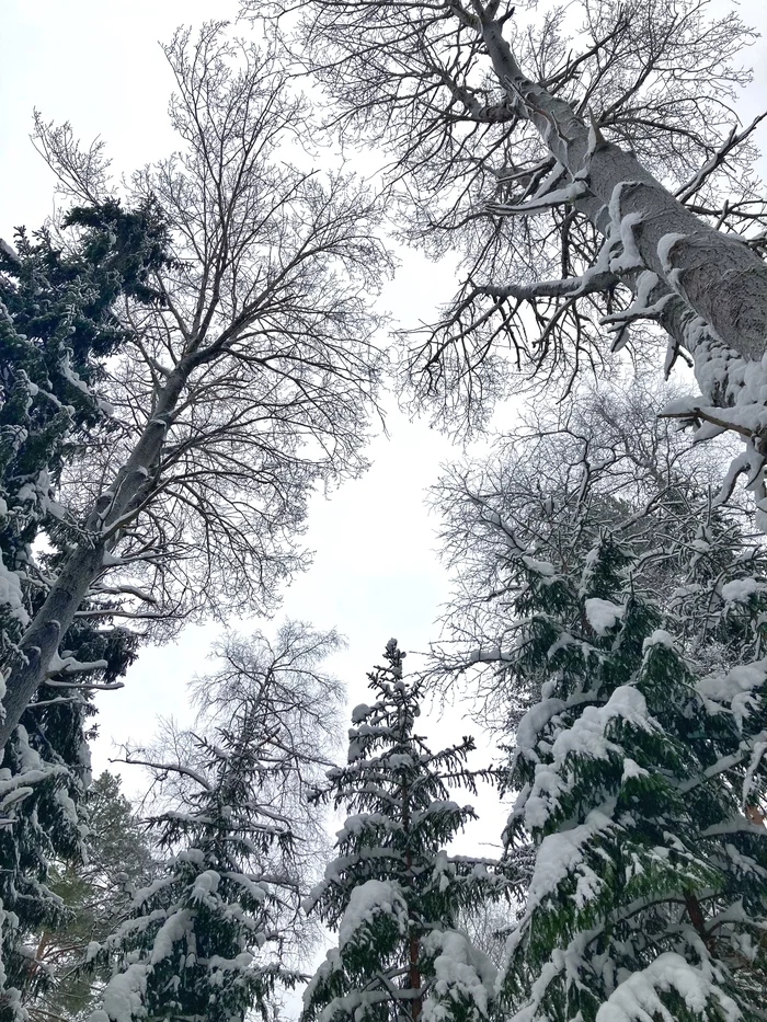 Winter sky - My, Winter, The photo, Forest, Snow, Morning