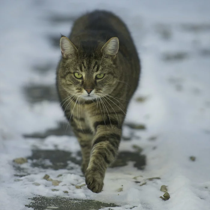 Holiday greetings!!! - cat, Grey, Striped, Snow, Winter, Pets