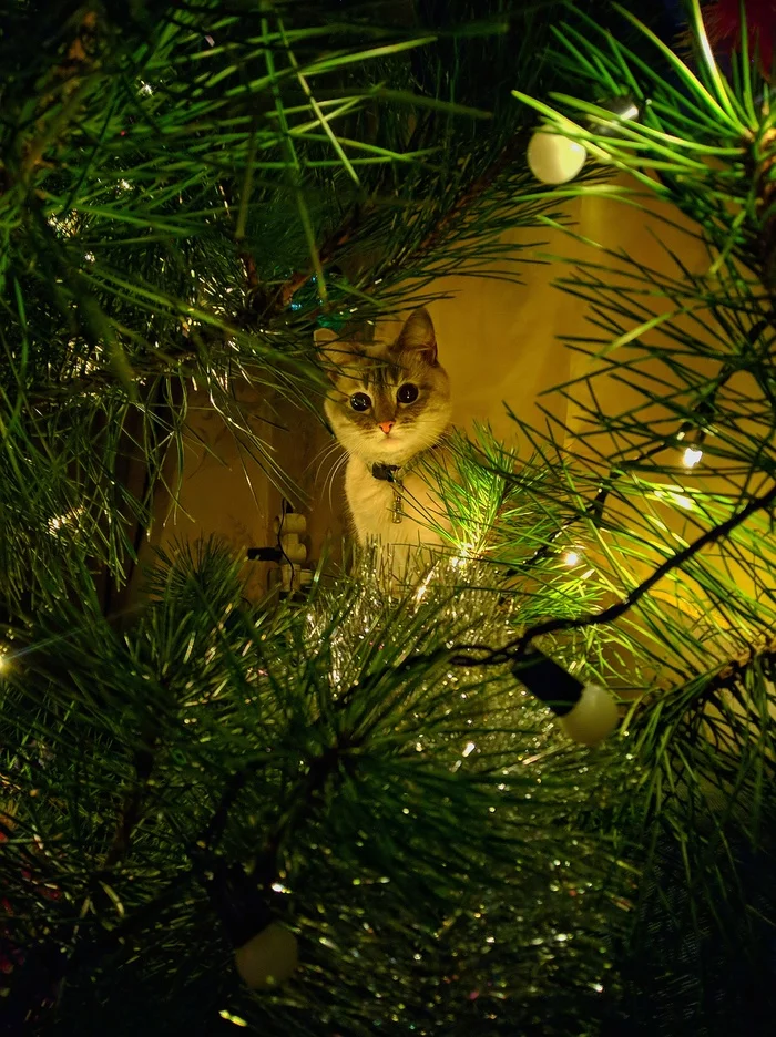 My new year cat - My, cat, Christmas tree, Christmas trees, Garland, Holidays, Basil, Friend, Pets