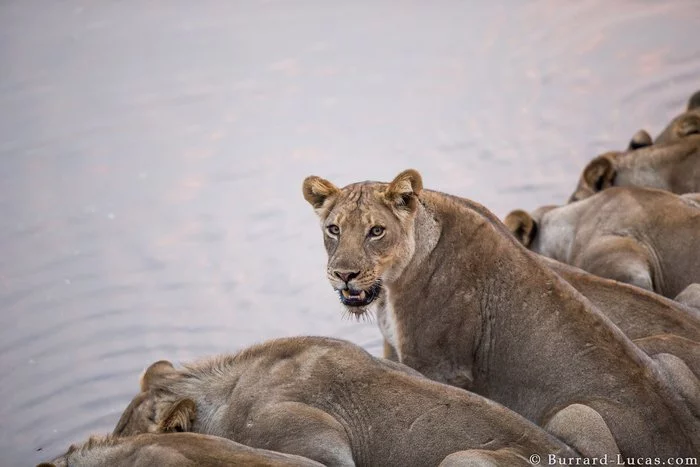 You also came to drink some water? - Lioness, Big cats, Cat family, Predatory animals, Wild animals, Waterhole, Pride, Luangwa, Zambia, Africa, a lion, The photo