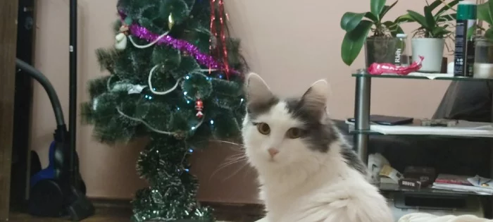 Ты следующий - Моё, Кот, Домашние животные, Новогодняя елка, Милота