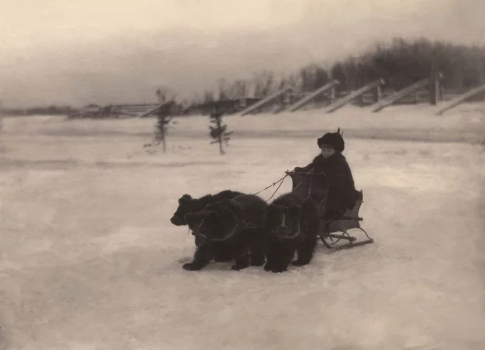 Bearish three. Arkhangelsk, 1910 - Arkhangelsk, The Bears, Troika, 1910