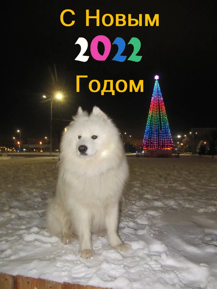 С Новым 2022 Годом! - Моё, Самоед, Собака, Волжский, Собака Север, Фотография, Новый Год, Новогодняя елка