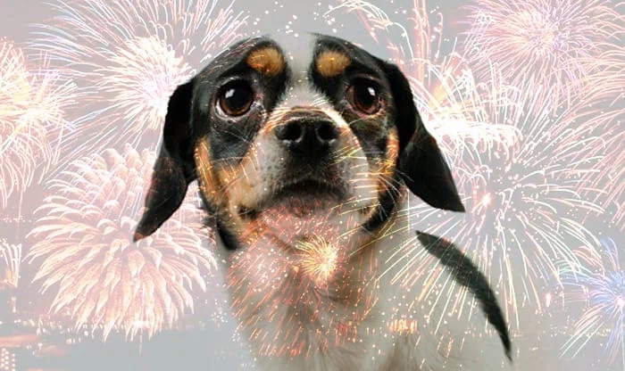 How to protect your dog from fear of fireworks on New Years? - Dog, The fright, New Year, Animal book, Yandex Zen, Longpost