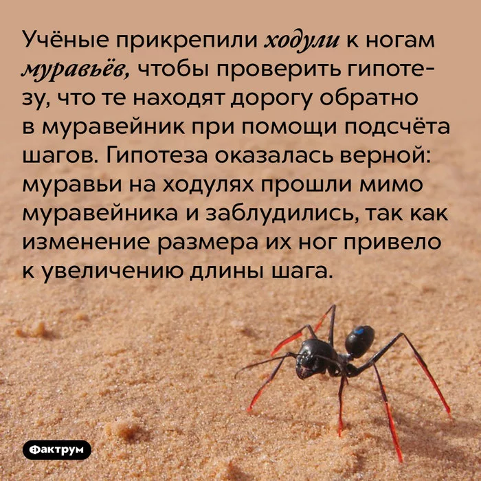 Ants on stilts, heavy ants, belligerent ants, slave ants - in this collection of interesting facts about ants - My, Factrum, Informative, A selection, Facts, Ants, Insects, Longpost