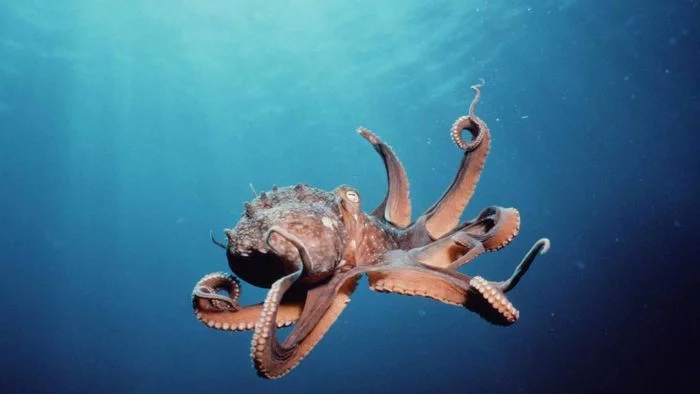 How many legs does an octopus have - Octopus, Tentacles, Longpost