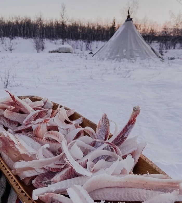 Our New Year's table on the tundra looks something like this - Stroganina, Nenets, Drilling, Muksun, Tundra