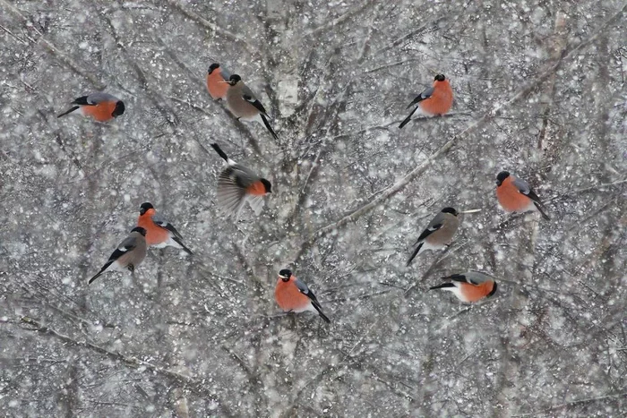 Bullfinch: They do not come to us for the winter! Why do we see these birds only in winter, and where do the birds disappear in the summer? - Bullfinches, Birds, Animal book, Yandex Zen, Longpost, Wild animals