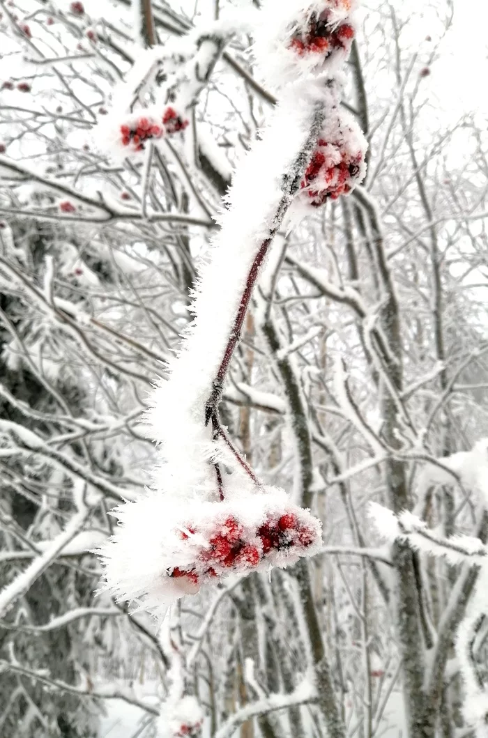 Reply to the post Increased fluffiness - My, The photo, Beautiful, Nature, Frost, freezing, Berries, Reply to post