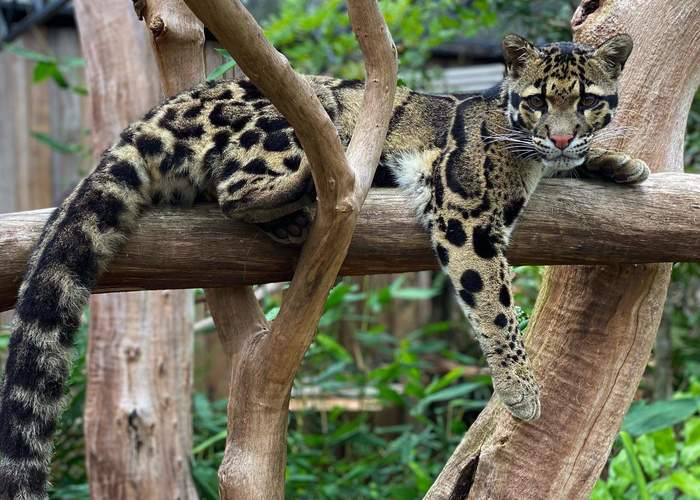 Time of the tiger ... And when will the year of the leopard finally be? - Clouded leopard, Big cats, Cat family, Wild animals, Wild cat center, Predatory animals, Species conservation, Rare view