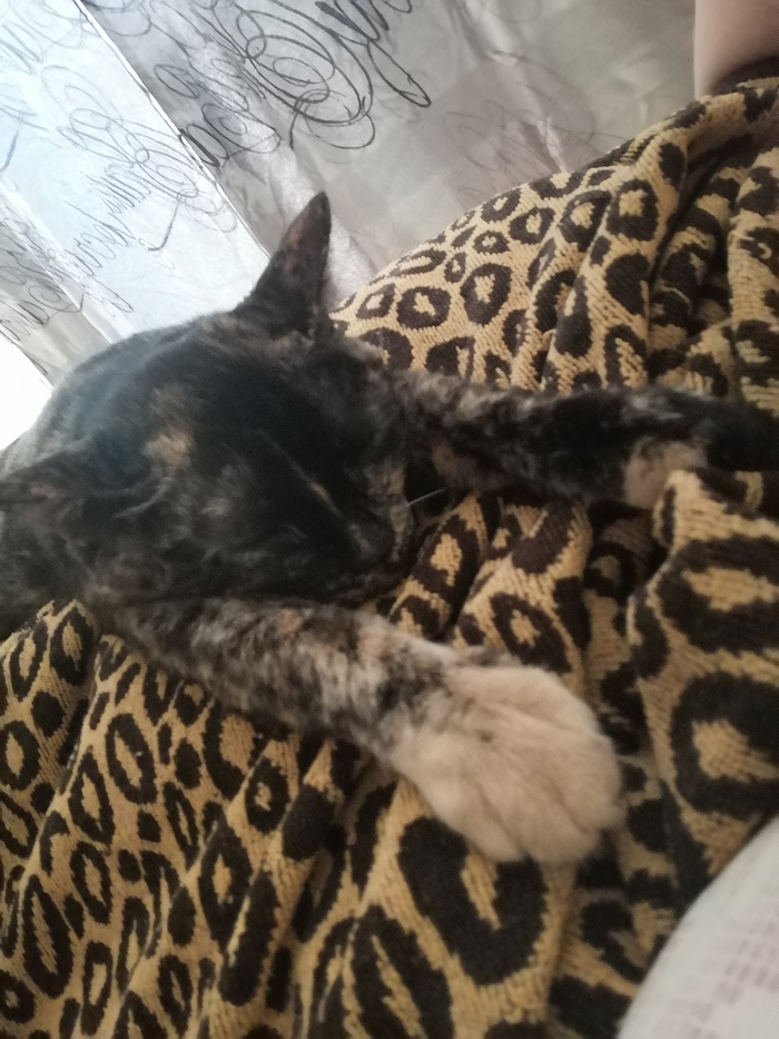 Котя