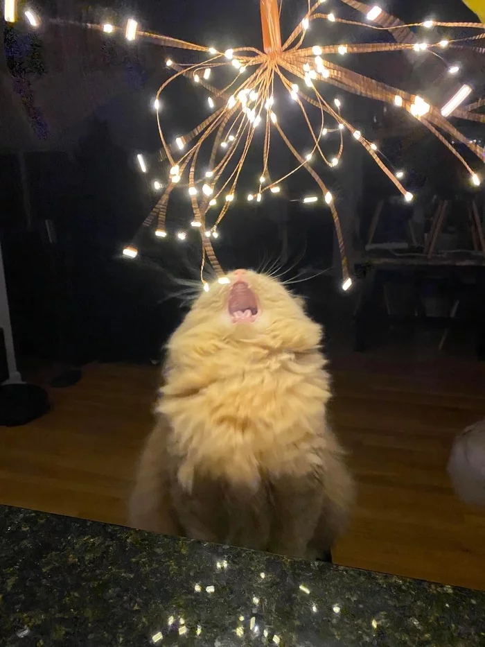 New year cat - cat, Lights