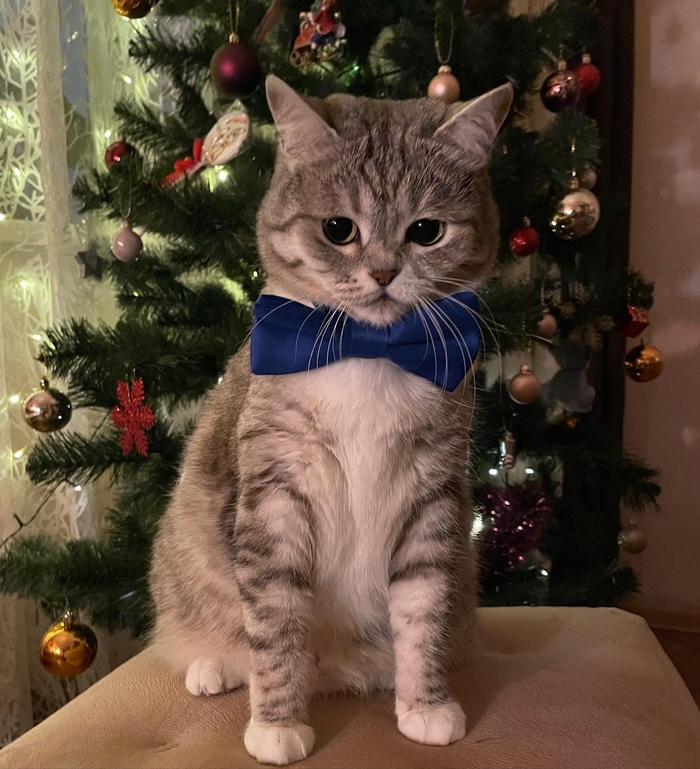 С годом тигррра