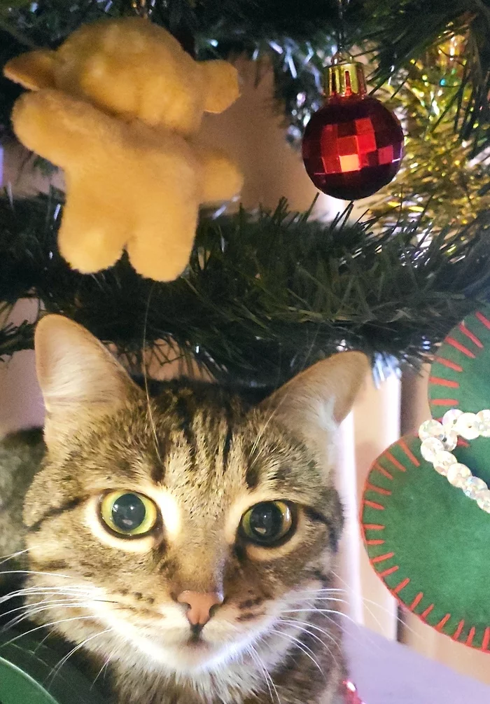 This Snow Maiden knows something - My, cat, Christmas tree, Christmas decorations