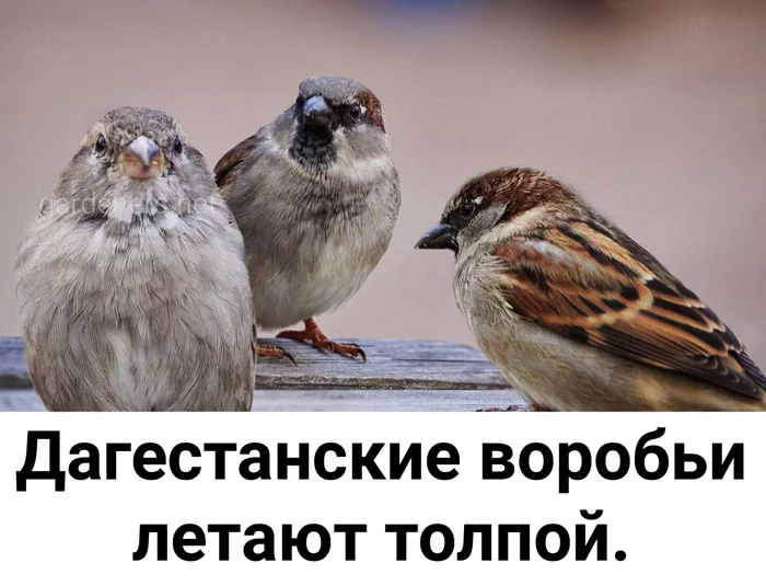 Dagestan sparrows - Humor, Picture with text, Sparrow, Birds, Dagestan, Crowd