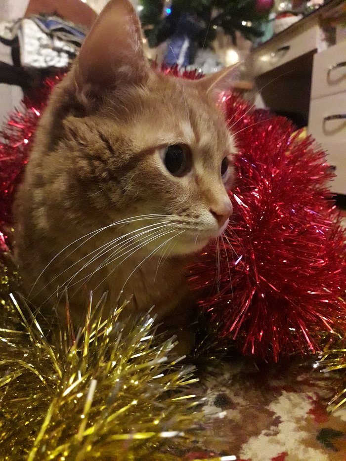 Новогодний почти тигр