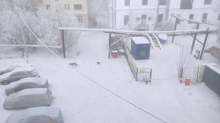 Morning in cold hell - My, Cold, Dog, Puppies, Cur, Yakutsk