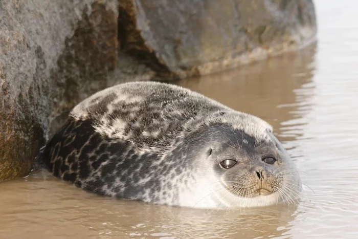 Ringed seal: The northernmost mammal on the planet. They can be found even at the point of the North Pole. - Ringed seal, Animal book, Yandex Zen, Longpost, Wild animals, Interesting, Seal