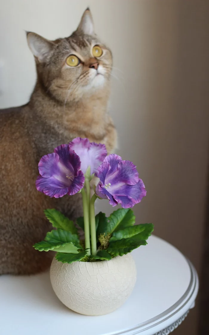 Polymer clay gloxinia and brooding cat - My, Gloxinia, Лепка, Flowers, Polymer clay, Houseplants, Longpost, Video