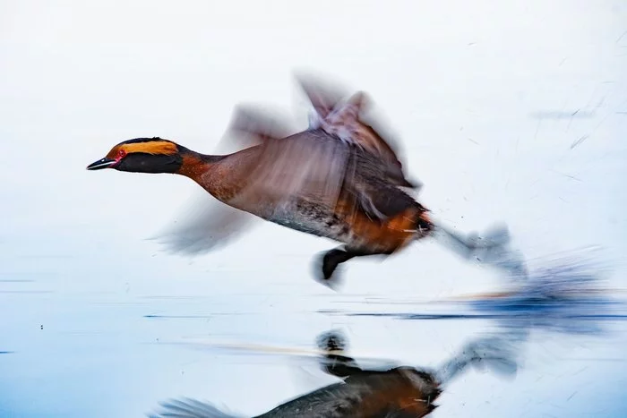 The fast and the furious - Duck, Birds, Wild animals, Interesting, The photo, Takeoff