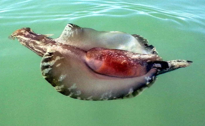 Sea hare: Mega-oily slug with dangerous chemicals. Surprisingly, this big guy has only 20,000 neurons. - Slug, Animal book, Yandex Zen, Longpost, Aplysia, Clam, Interesting, Marine life