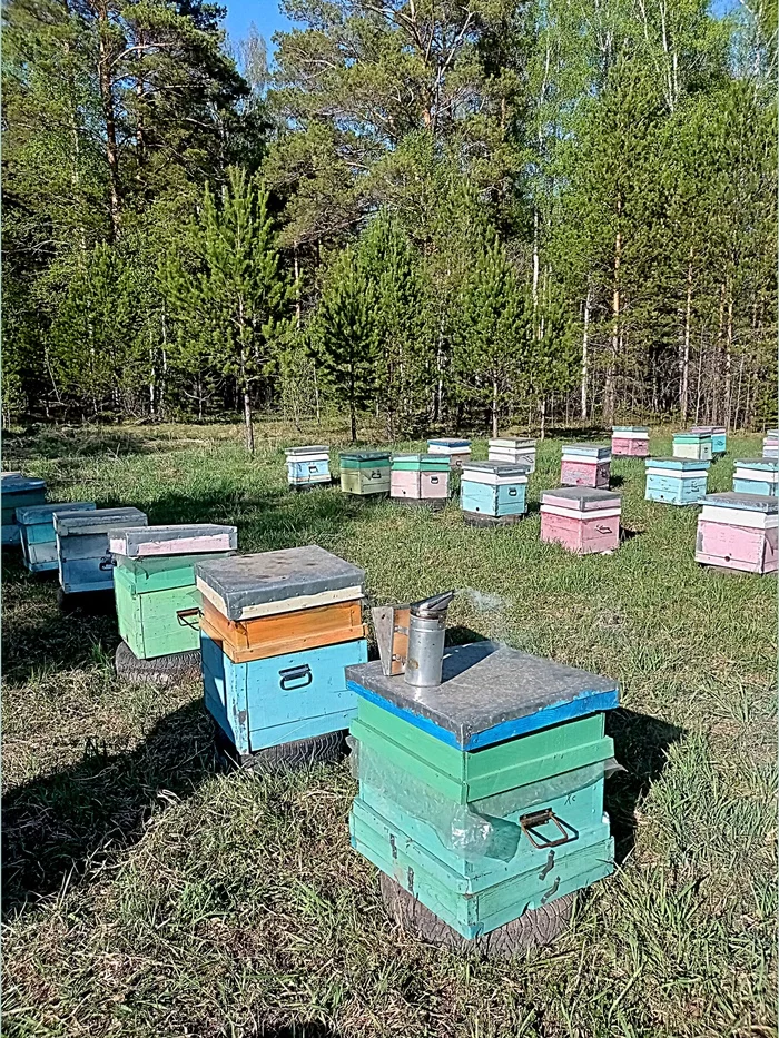 Necessary equipment for a beginner beekeeper - My, Apiary, Beekeeping, Сельское хозяйство, Village, Bees, Insects, Business, Longpost