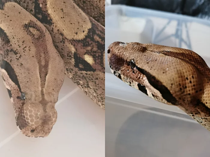 Continuation of the post Purulent abscess and stomatitis in a snake - My, Snake, Imperial boa constrictor, Reptiles at home, Boa, Pets, Video, Reply to post, Longpost