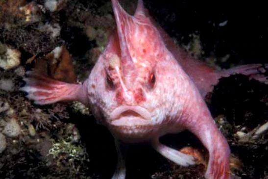 Pink fish with hands returned to Tasmania - A fish, Tasmania, Rare view, The national geographic, Research, Scientists, Video, Longpost