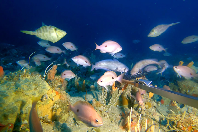 Pink fish with hands returned to Tasmania - A fish, Tasmania, Rare view, The national geographic, Research, Scientists, Video, Longpost