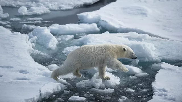 Polar bears flee to Russia from the USA - Polar bear, Migration, USA, Russia, The Bears, Predatory animals, Wild animals, wildlife, Climate change, Риа Новости