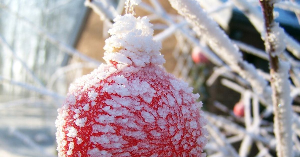 Красная снежка. Красные ёлочные игрушки на снегу. Новогодний шар со снегом. Елочные шары на снегу. Красные елочные шарики на снегу.