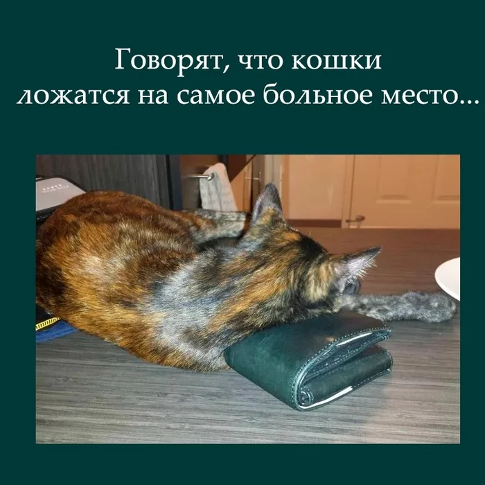 Кошки лечат это место! - Кошелек, Деньги, Кот