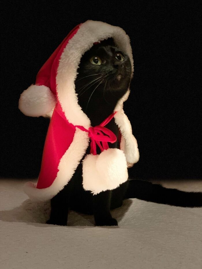 Santa cat - Images, Black cat, Outfit, cat, Clothes for animals