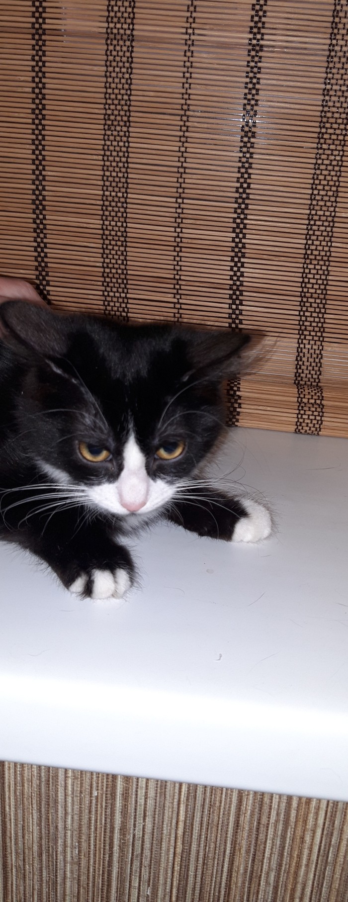 Кошка любитель пива, горе в семье