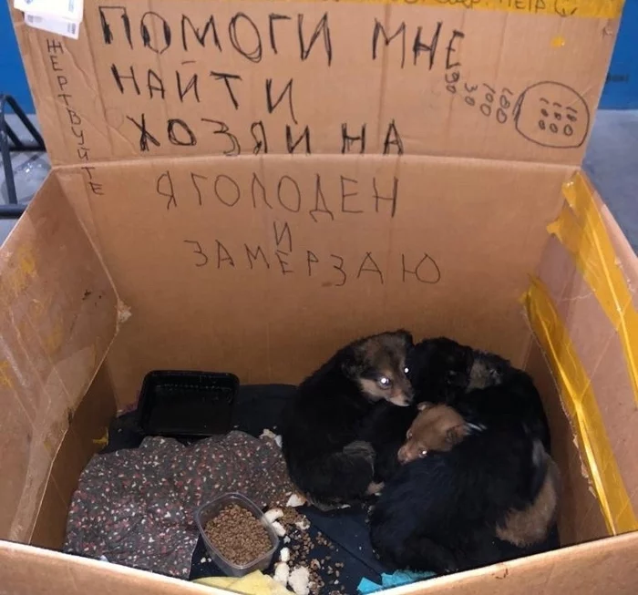 Three girls under the window howled in the evening ... - My, In good hands, Homeless animals, Helping animals, No rating, Animal Rescue, Moscow, Moscow region, Dog, Puppies, Balashikha, The rescue, Longpost