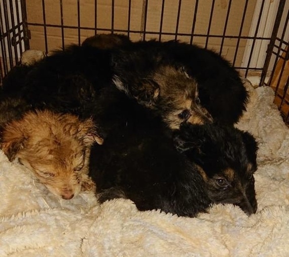 Three girls under the window howled in the evening ... - My, In good hands, Homeless animals, Helping animals, No rating, Animal Rescue, Moscow, Moscow region, Dog, Puppies, Balashikha, The rescue, Longpost