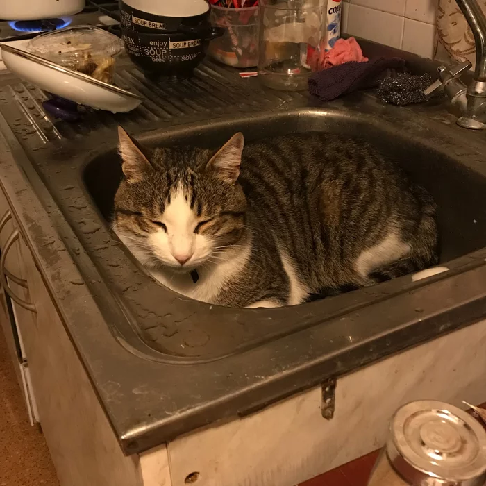 Just don't turn on the water - My, cat, Sink, Milota